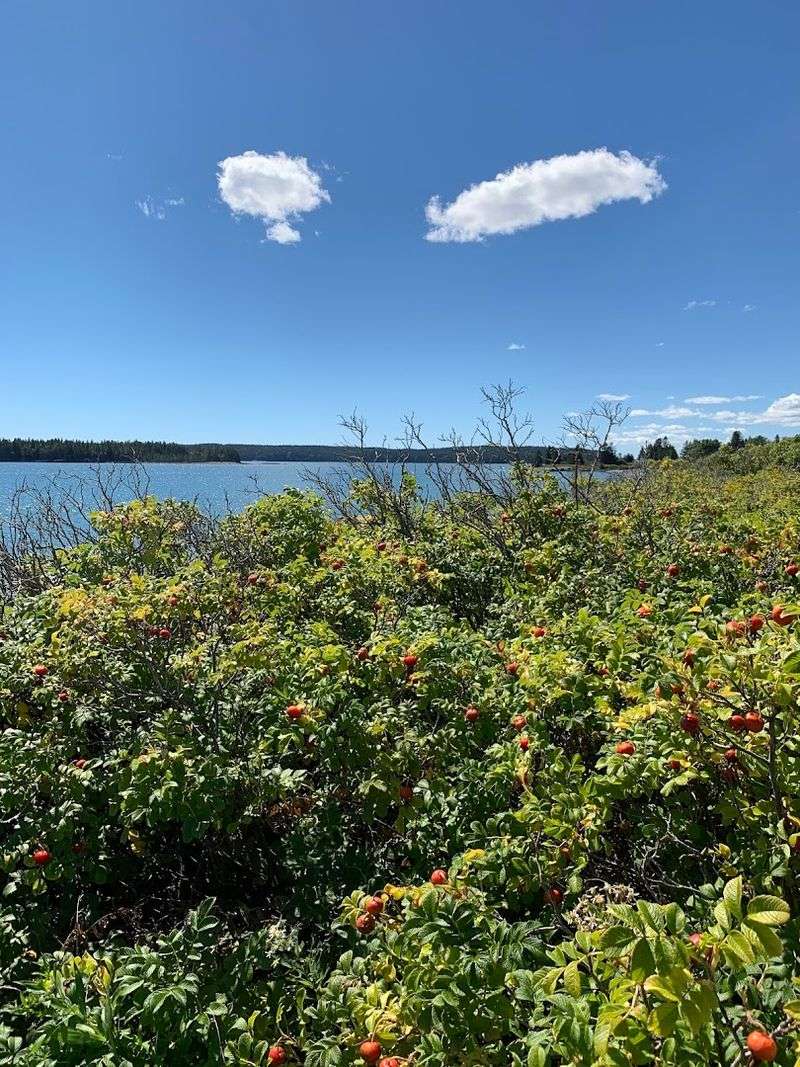 Wild Roses And Blueberries Growing Everywhere