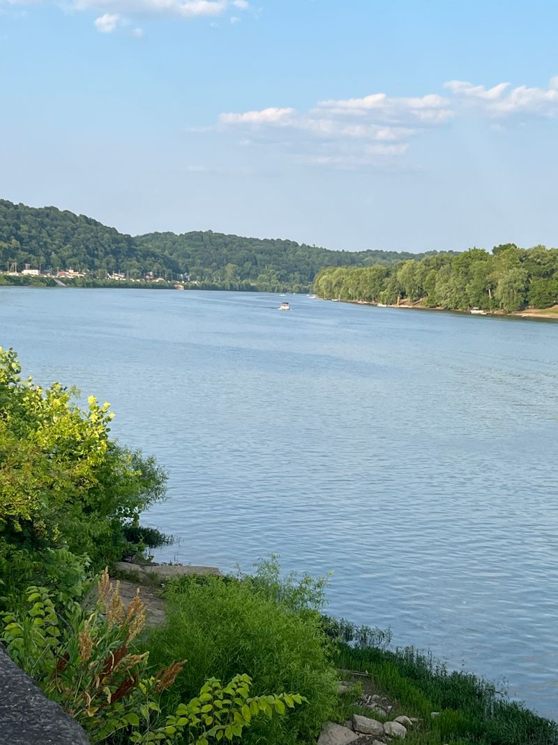Spring Dogwoods, Summer Shade