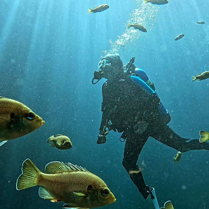 A Friendly Underwater Crowd Of Fish