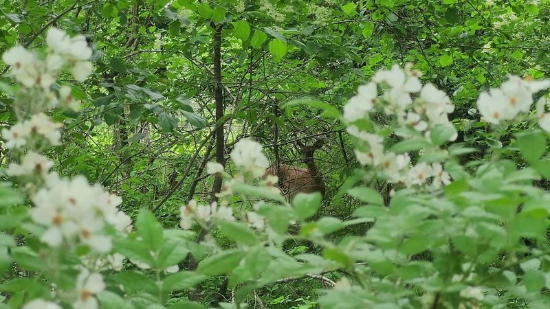 Educational Programs Turn Wildflower Walks Into Learning Moments