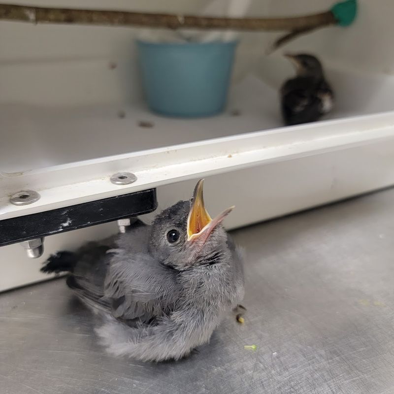 A Fully Licensed Wildlife Hospital Operating In Plain Sight A Fully Licensed Wildlife Hospital Operating In Plain Sight