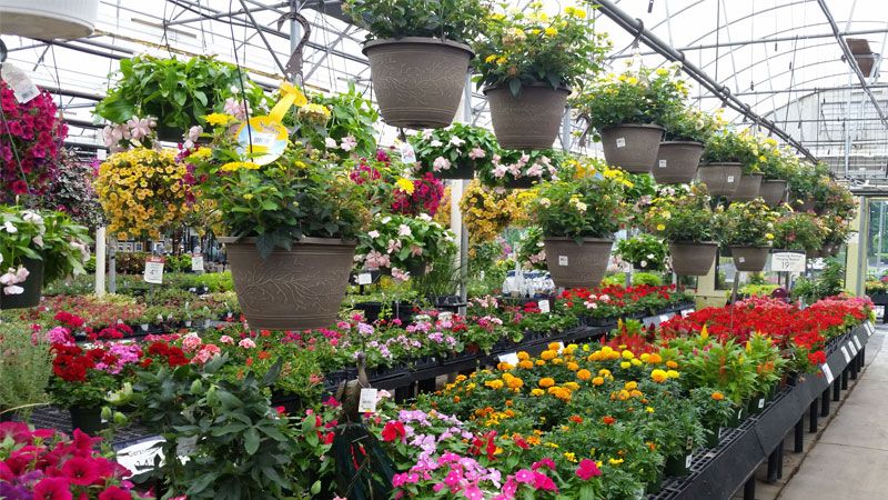 A Garden Center Bursting With Life