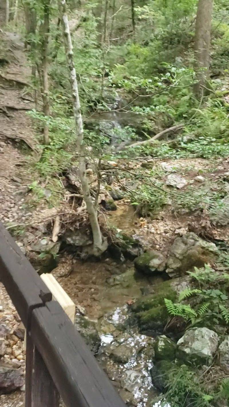 Wooden Bridges And Whispering Forest Scenes