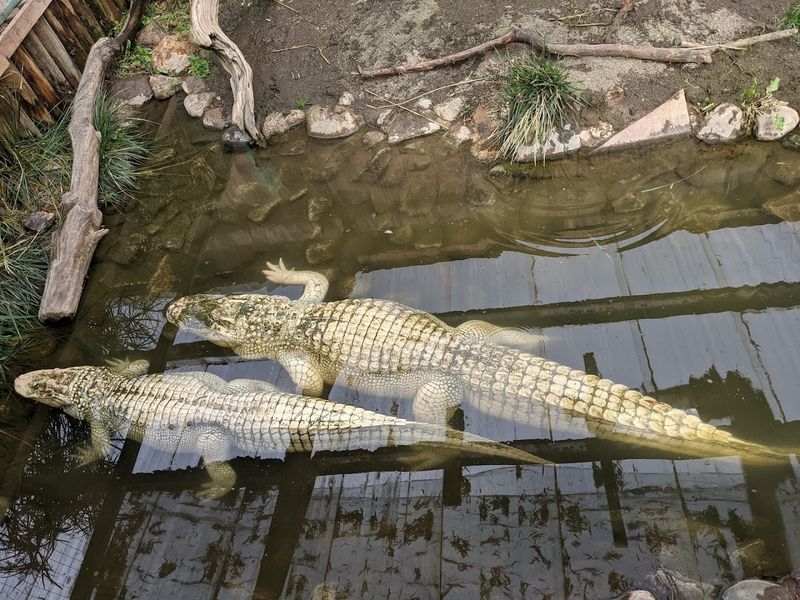 Albino Alligators and the Reptile Collection You Won't Forget