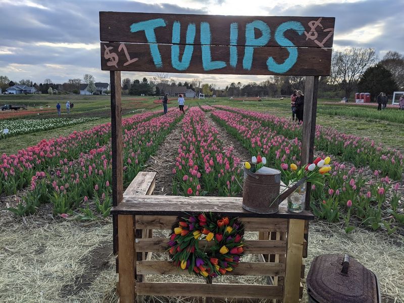 Food Options That Match The Festive Atmosphere