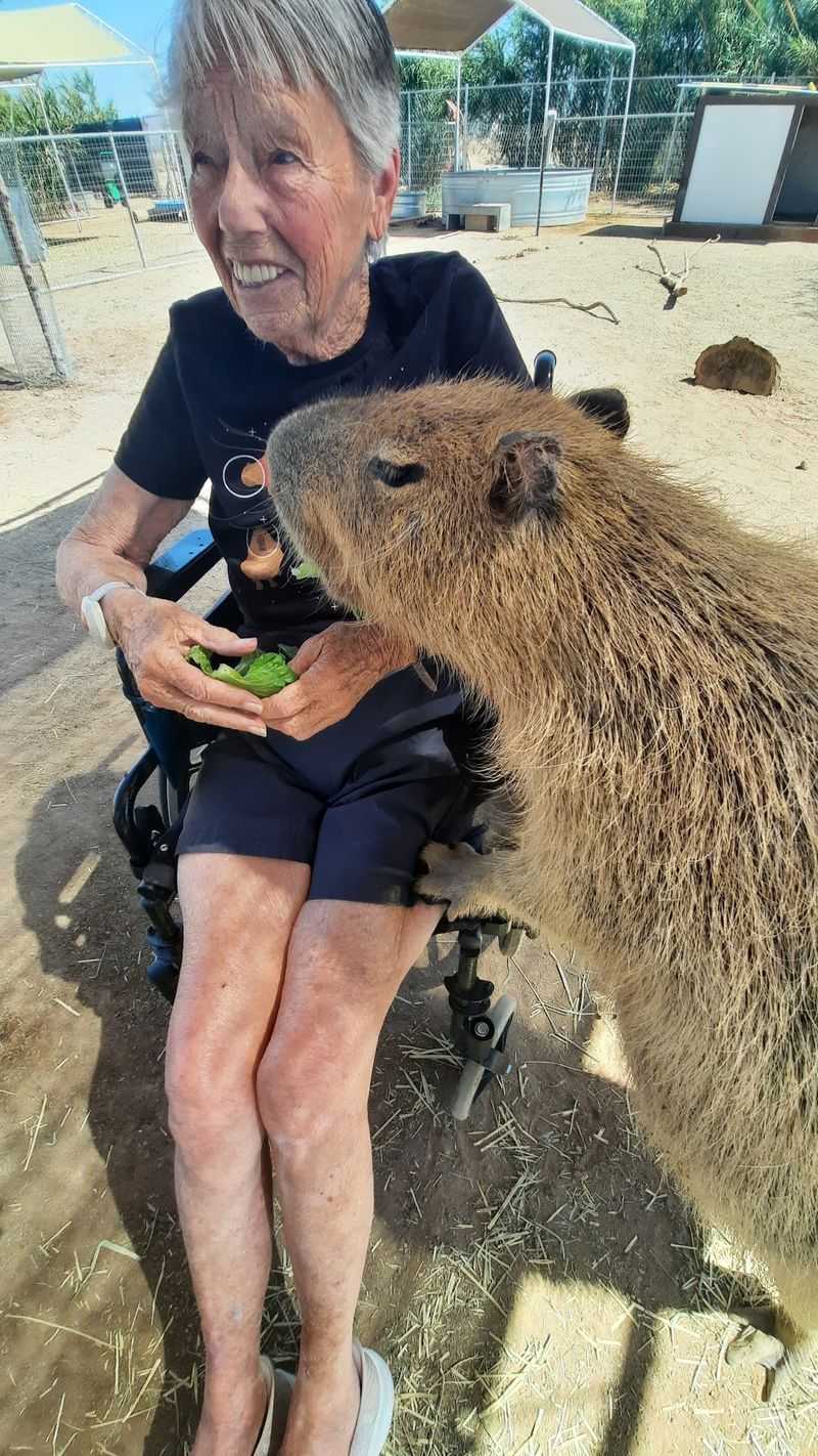 A Gift Shop Stocked With Capybara Everything A Gift Shop Stocked With Capybara Everything