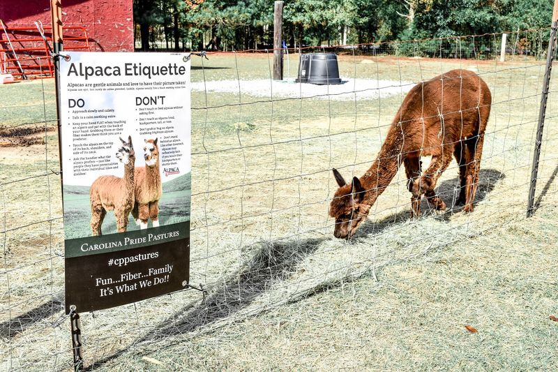 A Gift Shop Stocked With Real Alpaca Fiber Products A Gift Shop Stocked With Real Alpaca Fiber Products