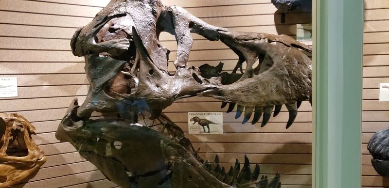A Gift Shop Stocked With Science Toys And Unique Finds