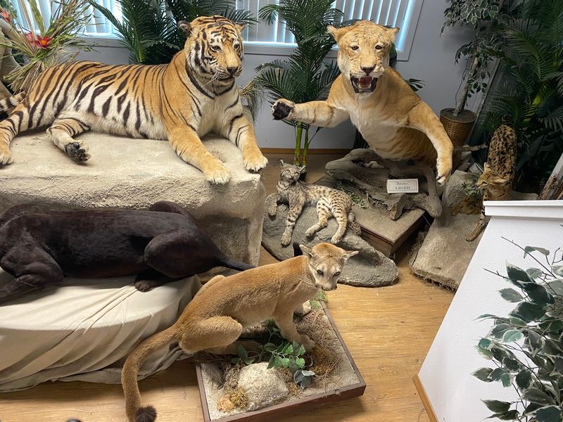 A Gift Shop Where Every Purchase Helps