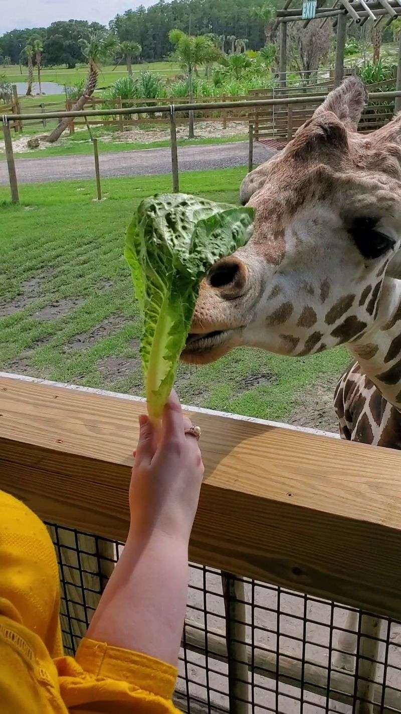 A Giraffe Tongue Is About To Steal Your Snack