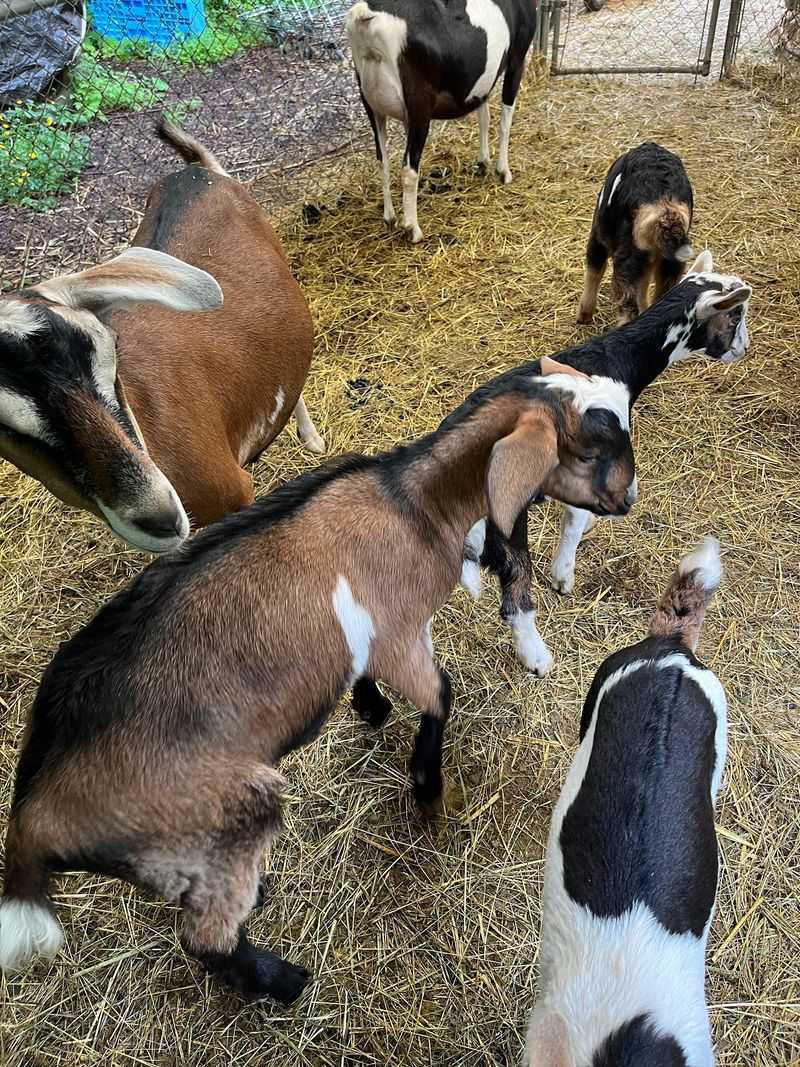 A Goat Farm Off Freshwater Bay Road A Goat Farm Off Freshwater Bay Road