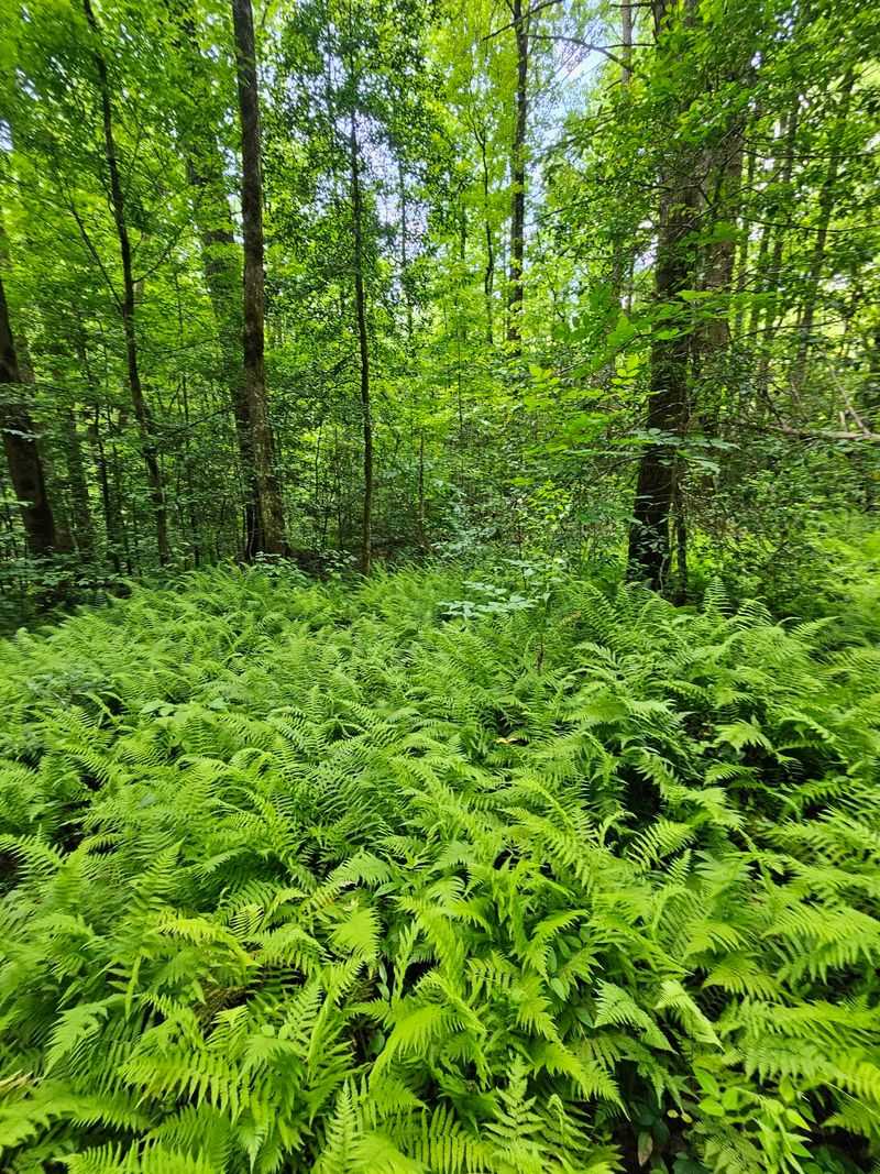 A Gold Rush Scar That Healed Into A Forest