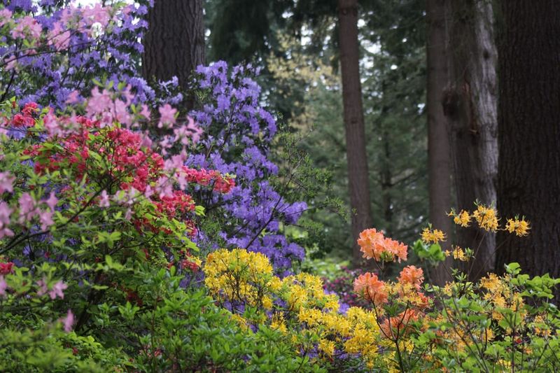 A Green Escape Just Off The Freeway In Federal Way
