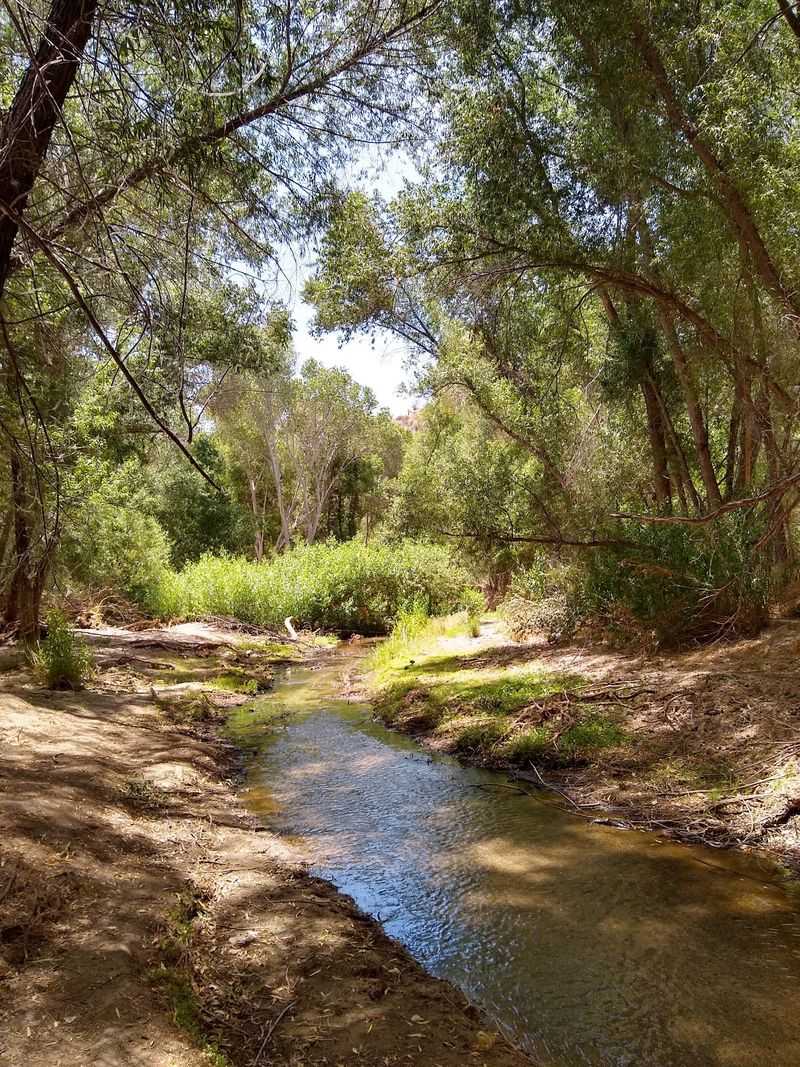 A Green Ribbon Of Riverbank Just Outside Wickenburg