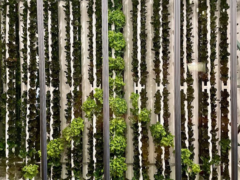 The Hydroponic Farm Inside That Makes Salad Feel Like A Science Experiment