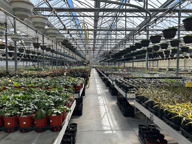 A Greenhouse So Big It Feels Like A Plant Warehouse