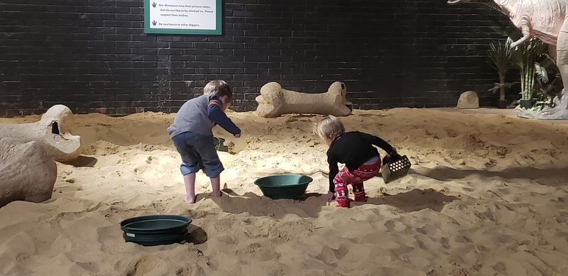 A Hands-On Fossil Hunt Feel