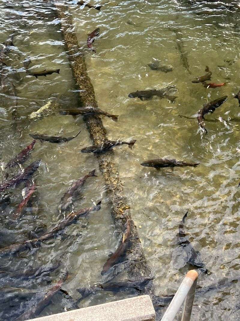 A Hatchery in the Heart of Downtown