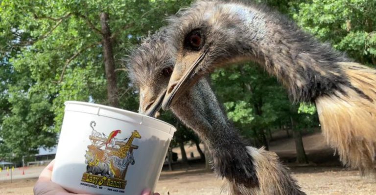 A Heartwarming Encounter With North Carolina’s Friendliest Giants