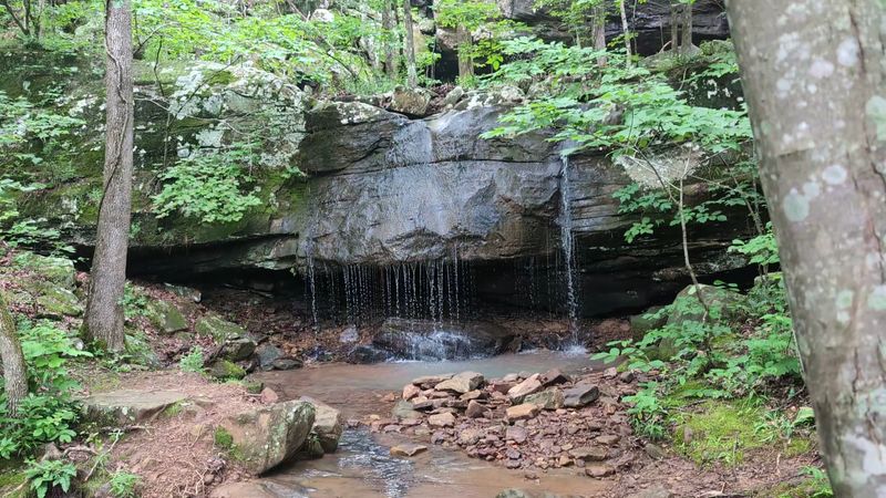 A Hidden Canyon Framed By Ferns