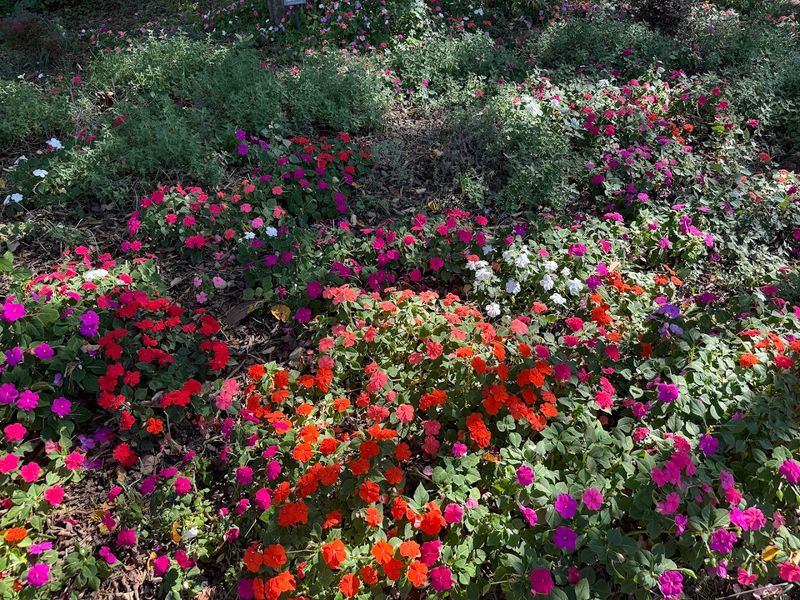 Why This Spot Becomes A Butterfly Highway