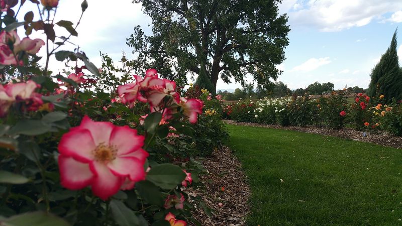 Over 200 Varieties of Roses Worth Stopping For