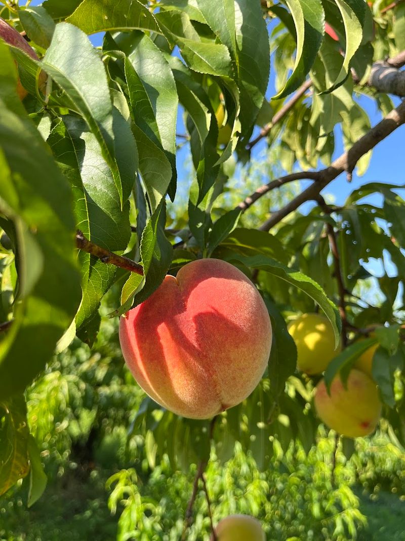 A Longstanding Peach Harvest Tradition With Deep Local Roots
