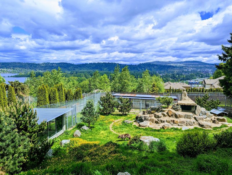 A Hillside Zoo Above Lake Sammamish