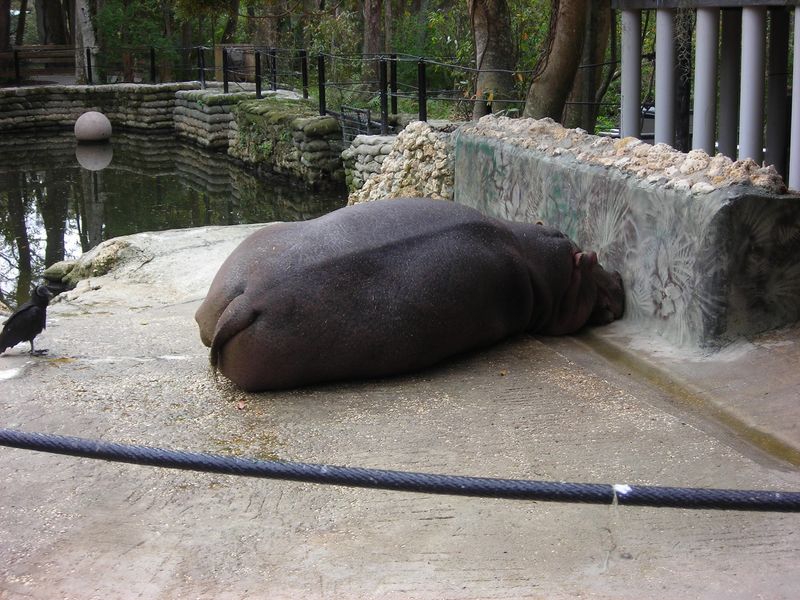 A Hippo Named Lu Stole The Show A Hippo Named Lu Stole The Show