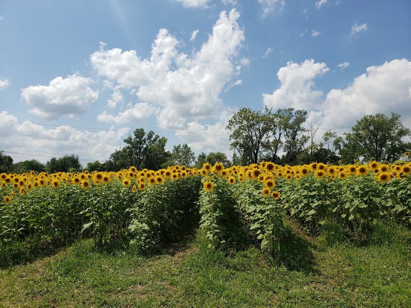 A Homer Glen flower-field stop