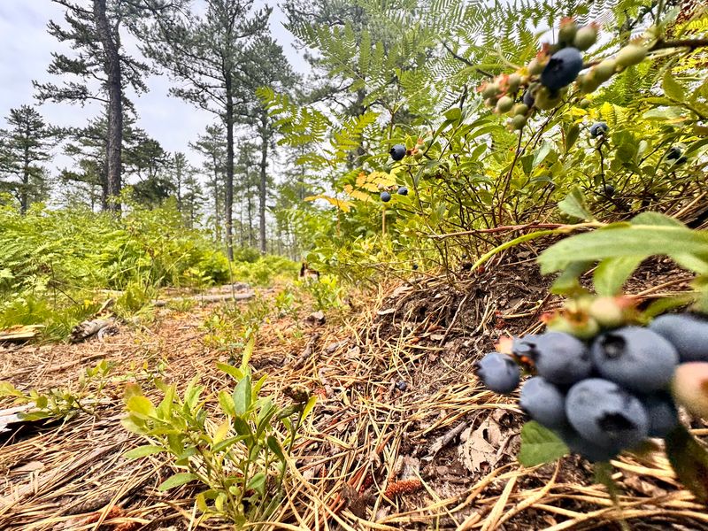 A Housing Plan Lost Out To Pitch Pines