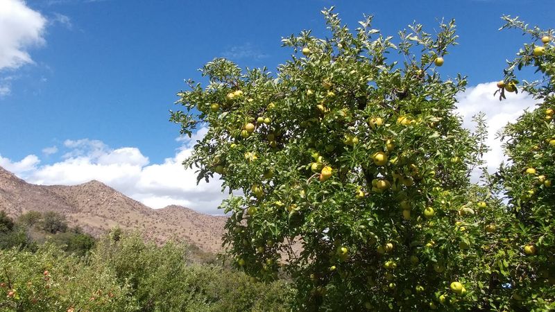 A Hundred Years Of One Family's Fruit