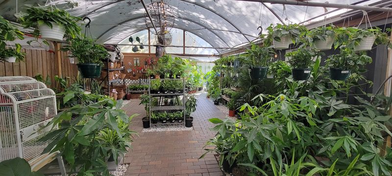 A Jungle Of Houseplants Waiting for You