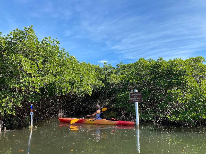 A Kayak Trail Winds Through The Mangroves A Kayak Trail Winds Through The Mangroves