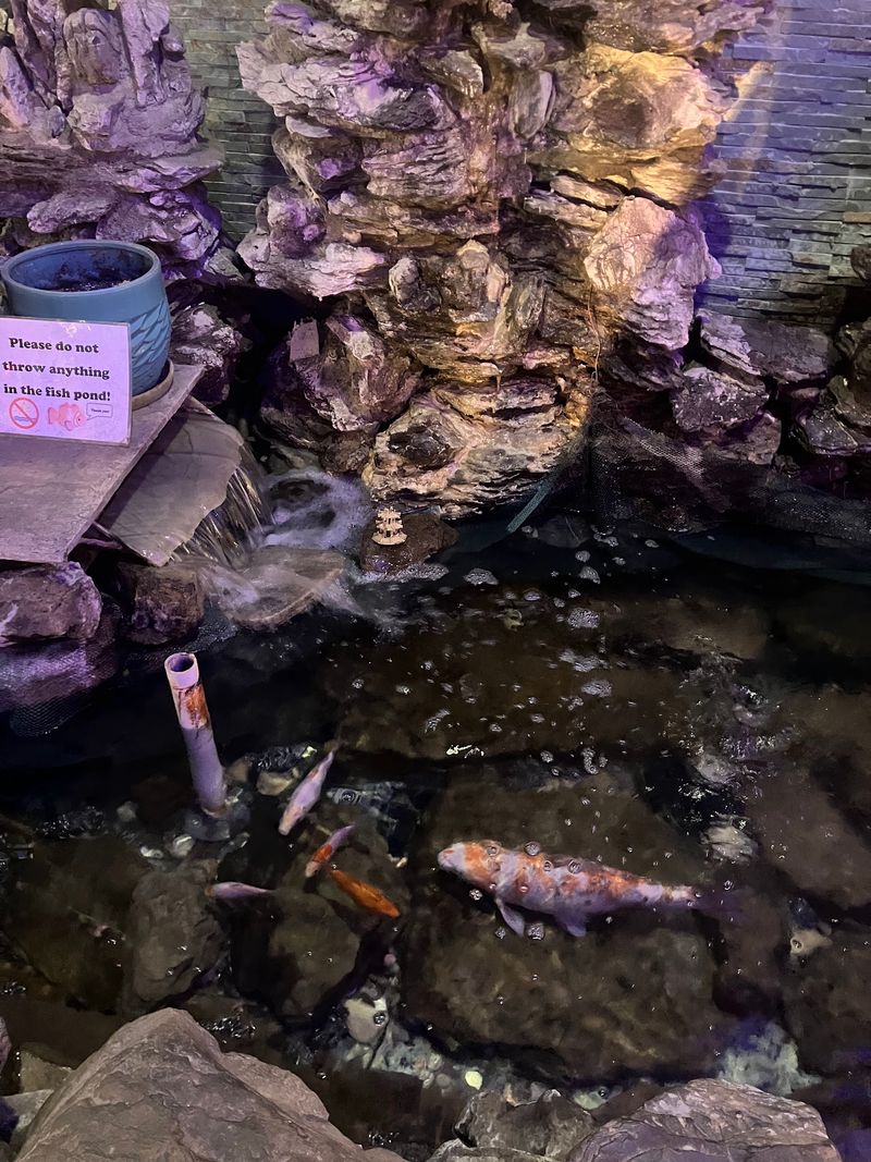 A Koi Pond That Keeps Kids Glued To The Glass