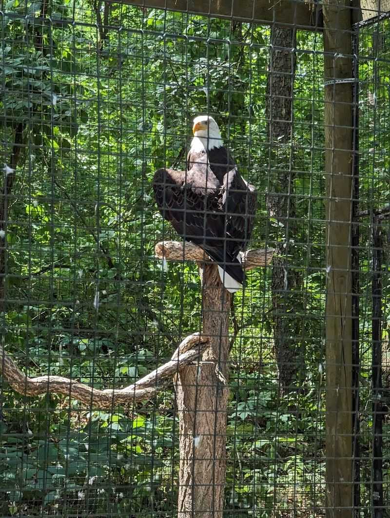 Raptors Row And Rehabilitation