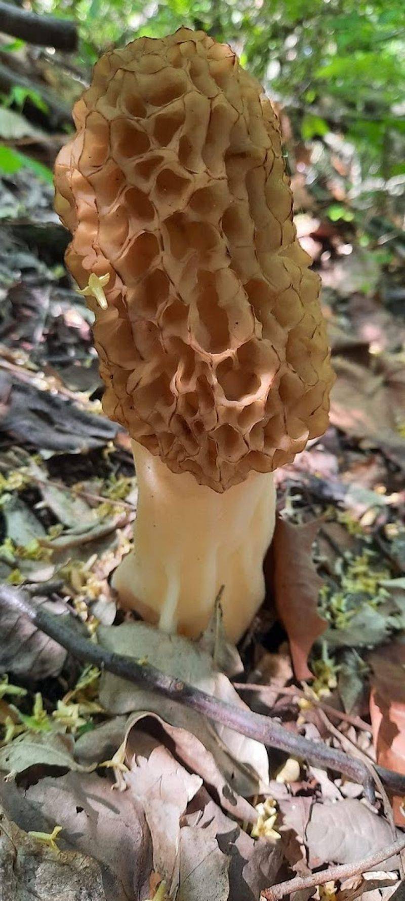 Seasonal Mushroom Foraging