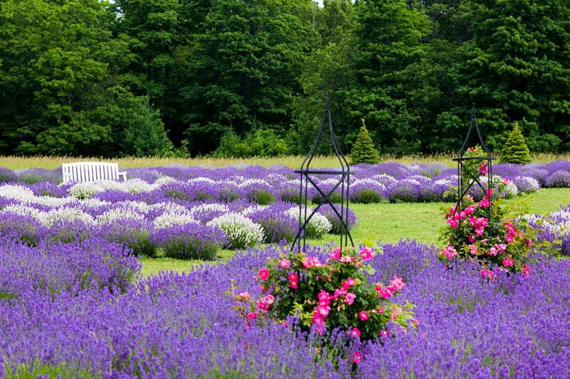 A Lavender Farm on Door County's Island Getaway