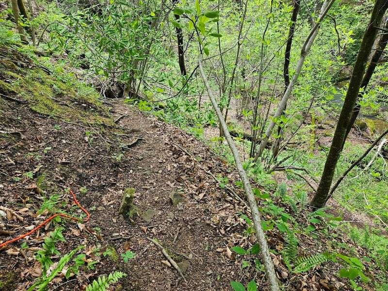 A Leafy Trail Through Ozark Silence