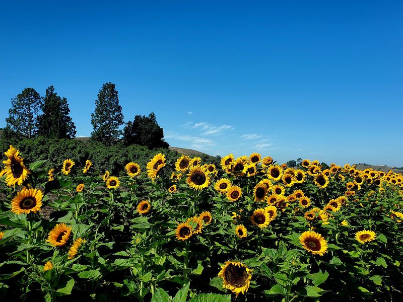 A Legacy Rooted In Over 150 Years Of Farming