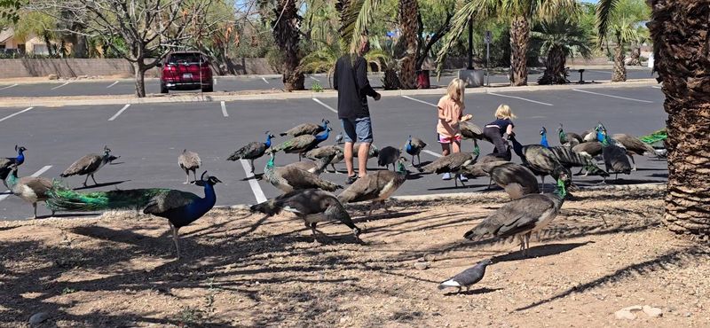 A Library Parking Lot That Doubles As A Wildlife Encounter
