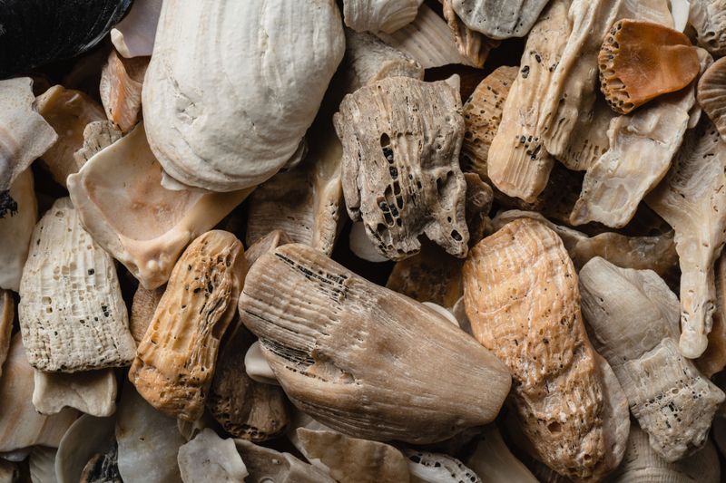 A Lifetime In Shells