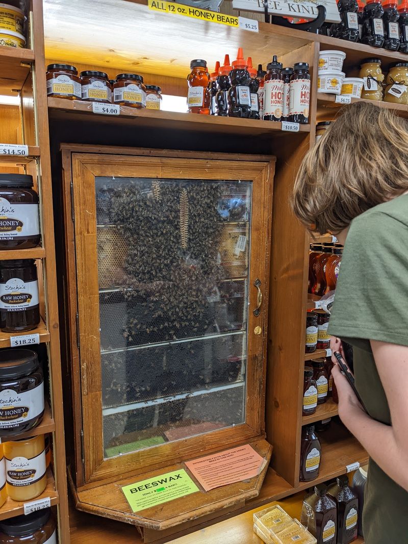 A Live Beehive Humming Behind Glass