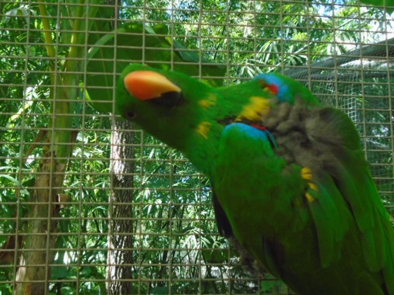 Magic's Unwavering Devotion To Every Bird