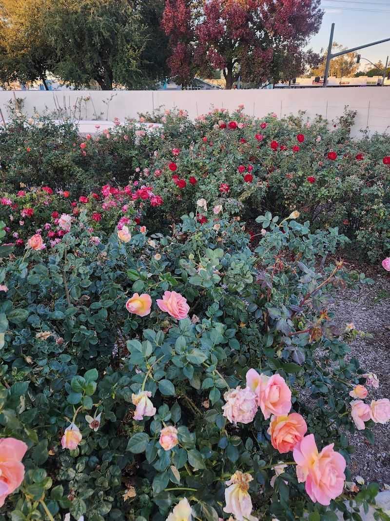 The Veterans Rose Garden Tribute