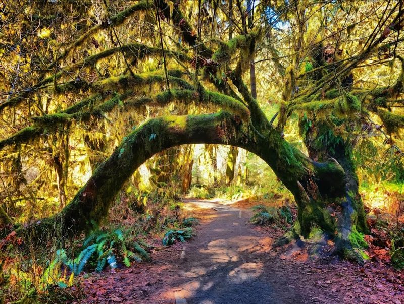 A Living Cathedral Of Moss