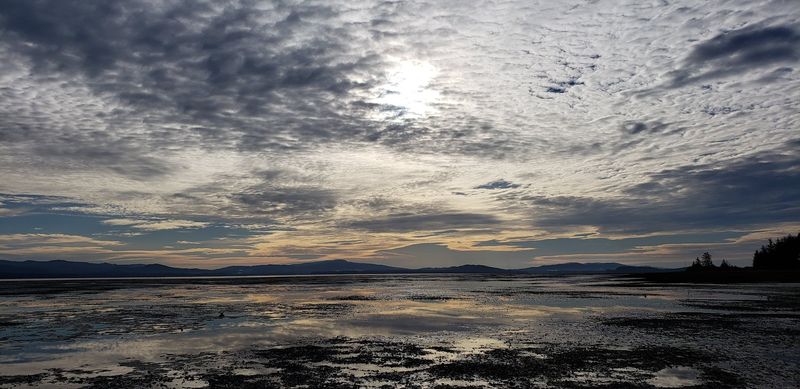 Tidal Walks Along Willapa Bay That Change Everything