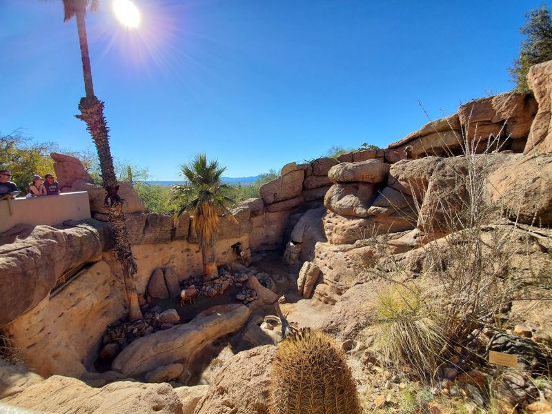A Living Portrait of the Sonoran Desert