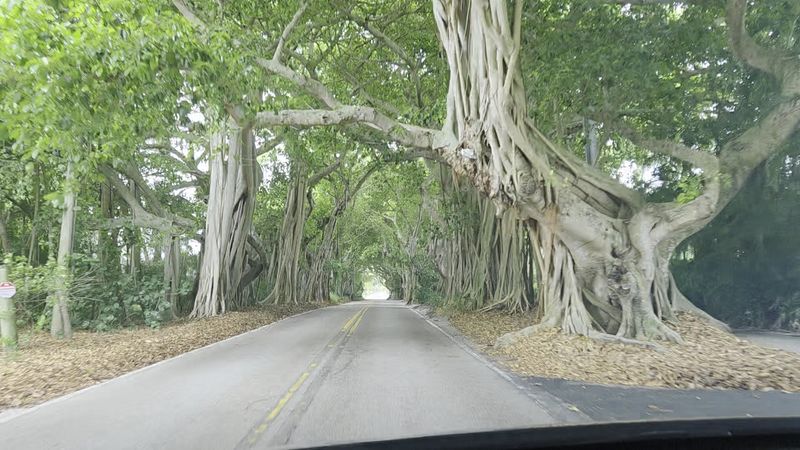 A Living Tunnel Built By Banyan Trees