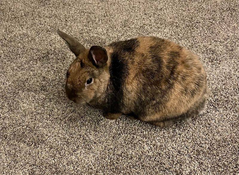 A Low-Cost Program Keeps Bunny Numbers In Check